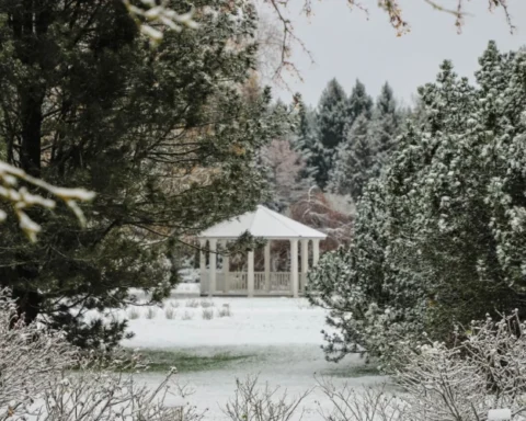 Рождественский "Лес чудес": яркие огни, мастер-классы и встречи с Дедом Морозом