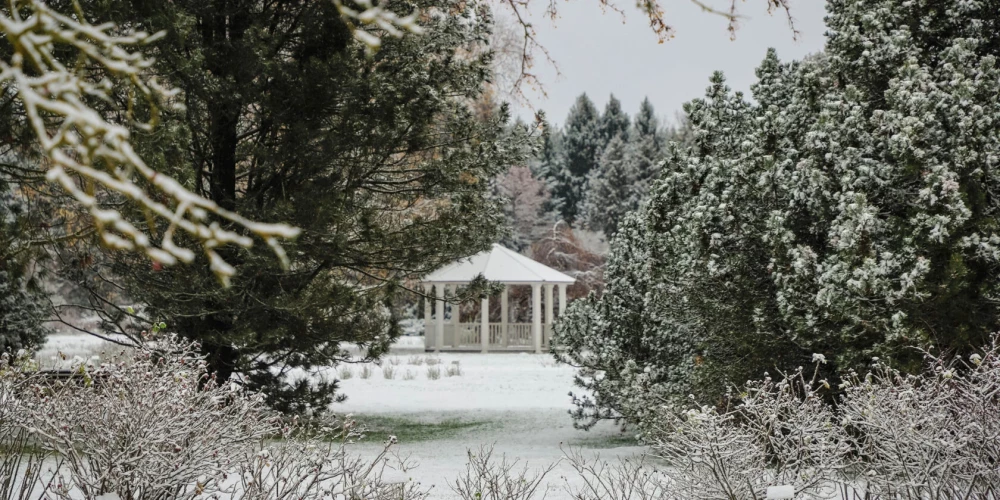 Рождественский "Лес чудес": яркие огни, мастер-классы и встречи с Дедом Морозом
