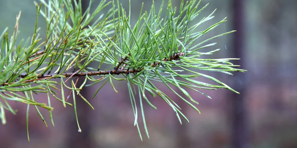 Серые дни продолжаются: во вторник в Латвии ожидаются облака и туман