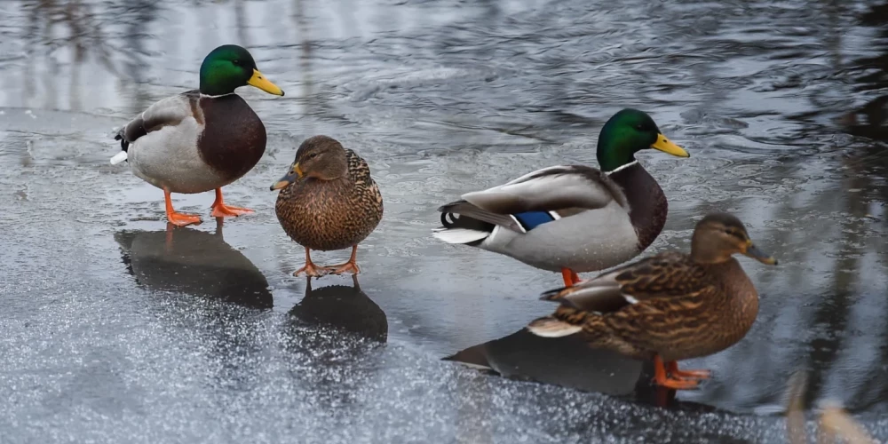 Среда 10 декабря стала самым теплым днем в истории Латвии