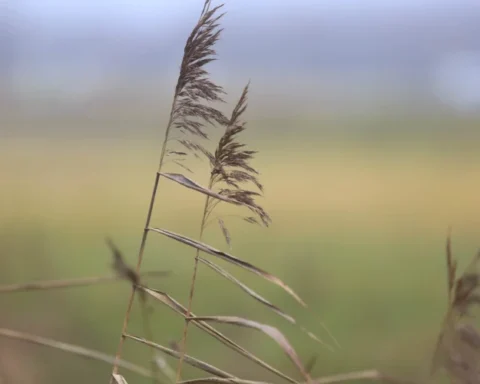 Средняя температура воздуха в Латвии в ноябре на 1,2 градуса выше нормы