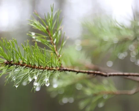 Субботний северо-западный фронт принесет осадки в Латвию