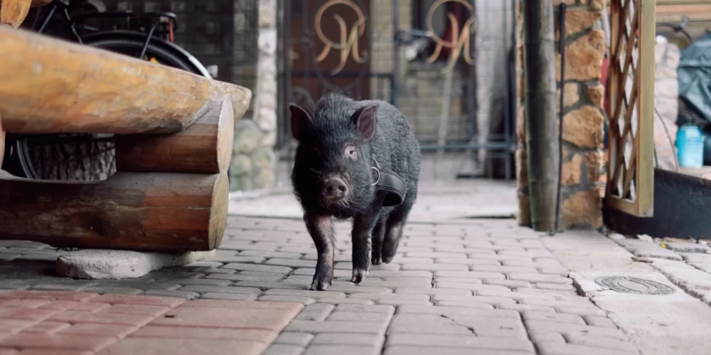 Умер Жорик, карликовый поросенок, известный жителям Елгавы