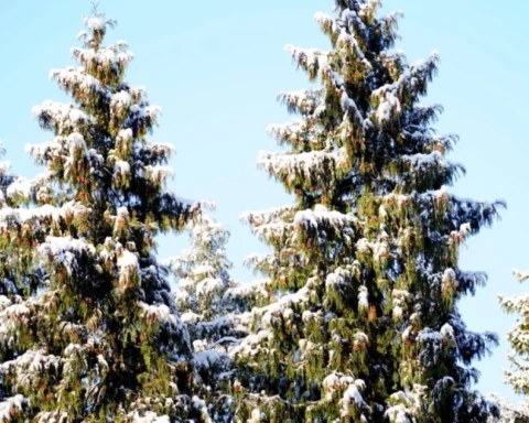 В канун Нового года в Латвии ожидаются морозы и ветер до 15 м/с