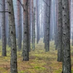 В Латвии предлагают усилить ответственность за ущерб природе