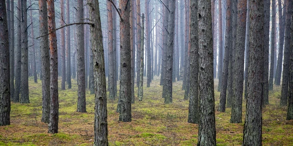 В Латвии предлагают усилить ответственность за ущерб природе