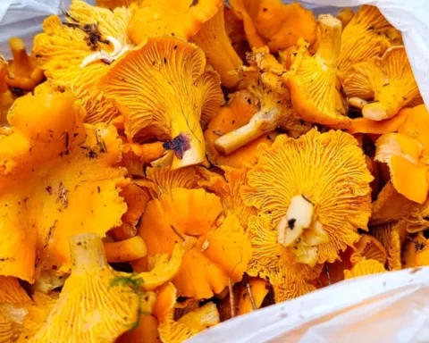 В Латвии продолжается грибной сезон в декабре благодаря аномально теплой погоде