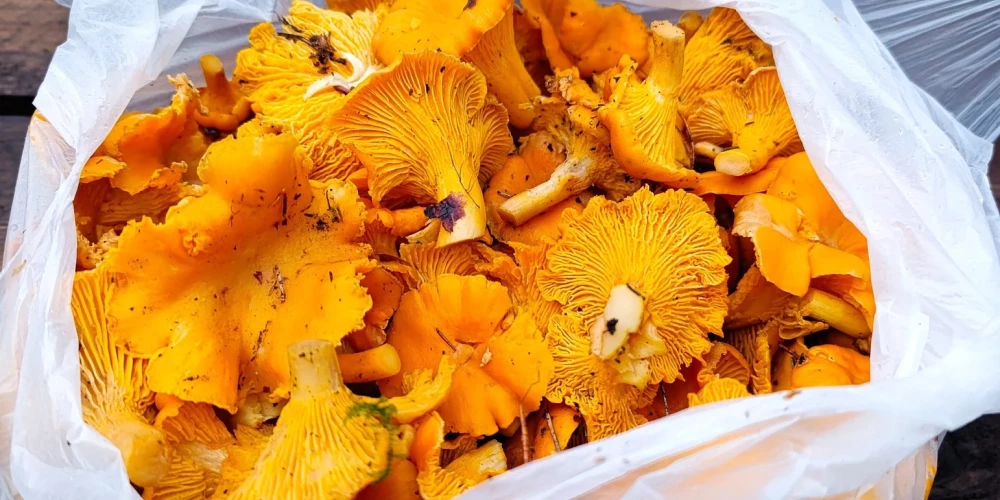 В Латвии продолжается грибной сезон в декабре благодаря аномально теплой погоде