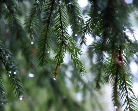 В Латвии в понедельник утром температура достигла +8 градусов, ожидаются дожди
