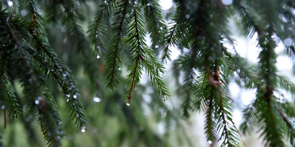 В Латвии в понедельник утром температура достигла +8 градусов, ожидаются дожди