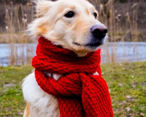 В Латвии в пятницу ожидается пасмурная и аномально теплая для декабря погода