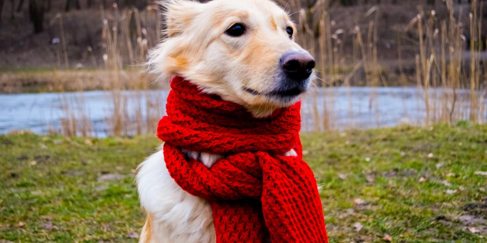 В Латвии в пятницу ожидается пасмурная и аномально теплая для декабря погода