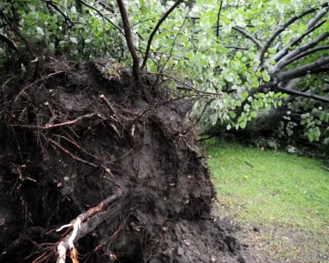 В Латвии владельцам земли напомнили о необходимости разрешения для удаления поваленных деревьев