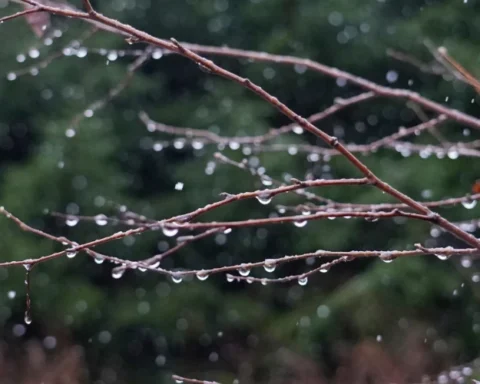 В понедельник ожидается дождь и умеренный южный ветер до 13 м/c