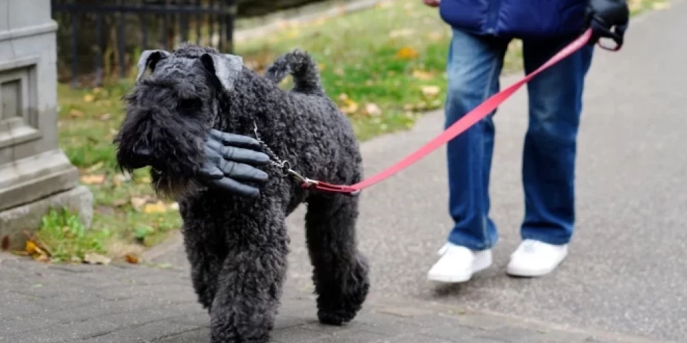 В Риге ожидаются кратковременные дожди, ясная погода к вечеру