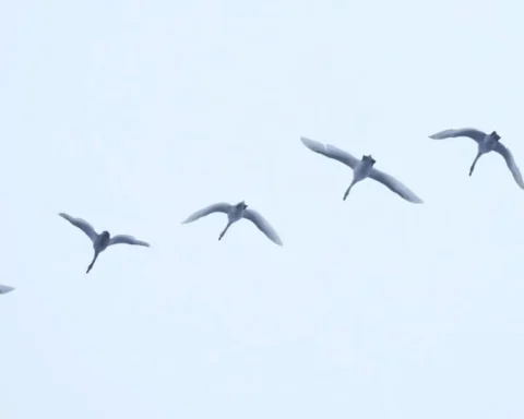 В среду в Латвии ожидаются небольшие осадки и туман, температура 0…+4 градуса