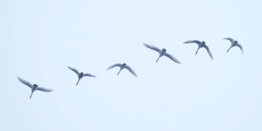 В среду в Латвии ожидаются небольшие осадки и туман, температура 0…+4 градуса