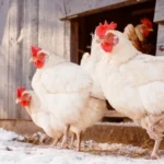В Тукумском крае у домашних кур выявлено особо опасное заболевание птичьим гриппом