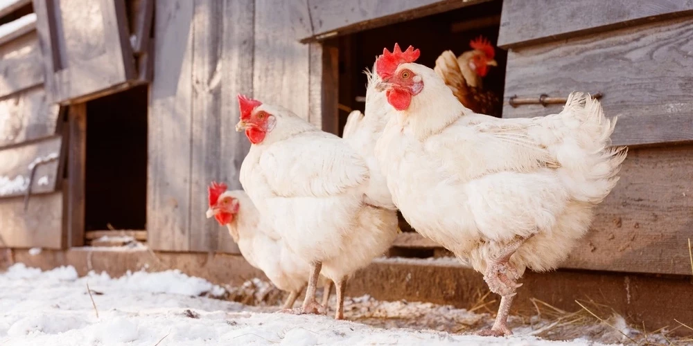 В Тукумском крае у домашних кур выявлено особо опасное заболевание птичьим гриппом