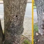 В Валмиере полиция расследует умышленное повреждение деревьев на улице Мазас Стацияс