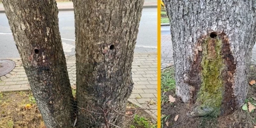 В Валмиере полиция расследует умышленное повреждение деревьев на улице Мазас Стацияс