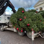 В Вентспилсе ветер повалил елку: последствия шторма и действия властей
