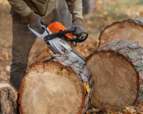 Житель Меллужи возмущен масштабной вырубкой леса и ее экологическими последствиями