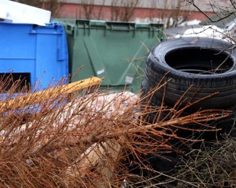 Жители Елгавского края смогут бесплатно утилизировать новогодние елки на специальных площадках