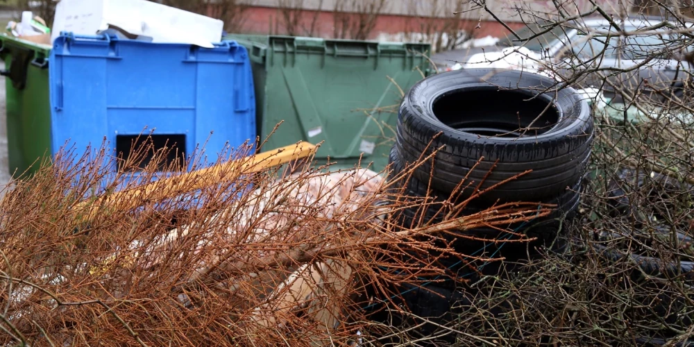 Жители Елгавского края смогут бесплатно утилизировать новогодние елки на специальных площадках