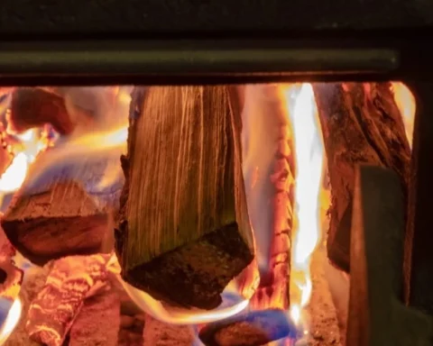 Активисты против сжигания латвийских старых лесов в котлах котельных