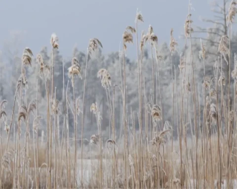 Четверг станет самым теплым днем недели в Латвии