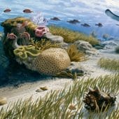 Глобальное потепление может улучшить содержание кислорода в морях, показывают исследования