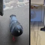 Голубь пришёл в магазин погреться: трогательная история спасения птицы