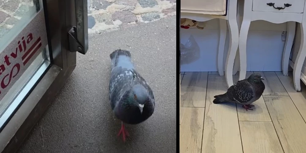 Голубь пришёл в магазин погреться: трогательная история спасения птицы