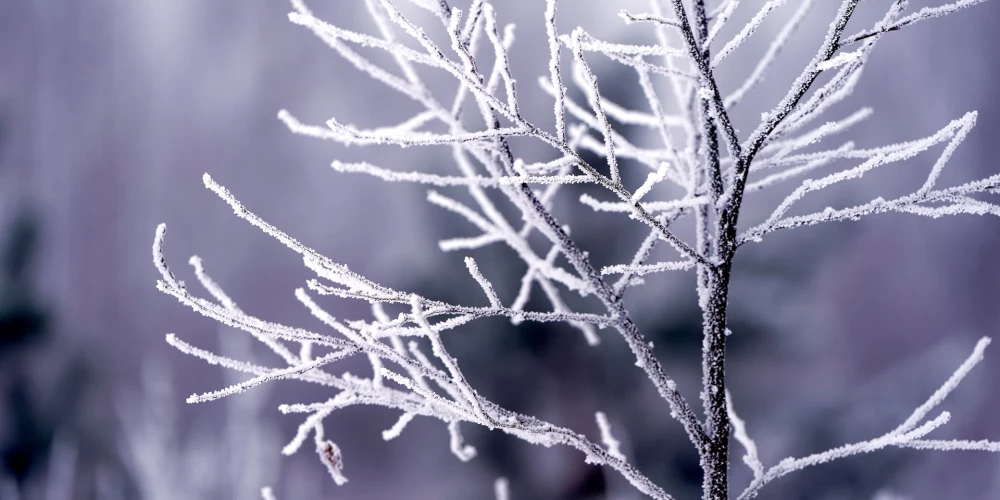 Латвия ожидает самую холодную неделю за два года с температурами до -29,5 градуса