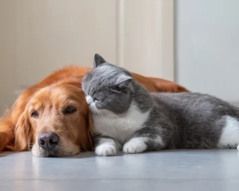 Латвия планирует усовершенствовать наказания для владельцев домашних животных