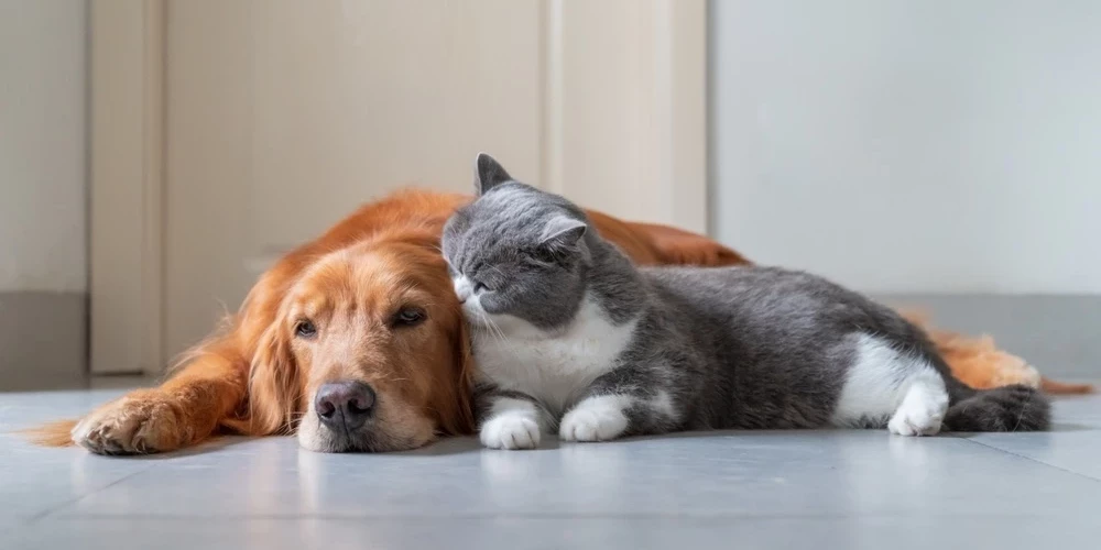 Латвия планирует усовершенствовать наказания для владельцев домашних животных