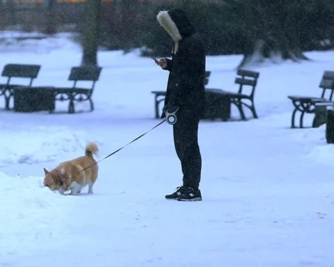 Латвию ожидает снегопад в субботу с усилением ветра до 15 метров в секунду