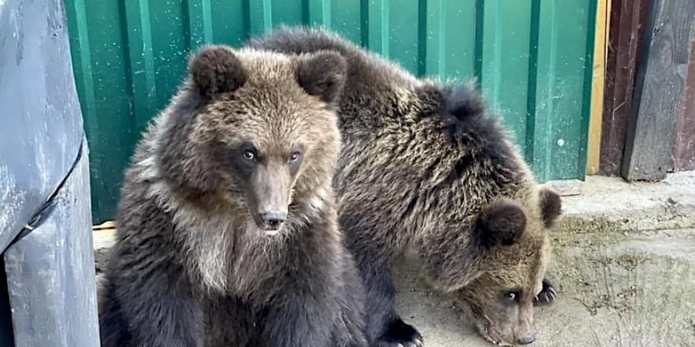 Мини-зоопарк в Аугшдаугавском крае выкупил медведей у государства благодаря общественной поддержке