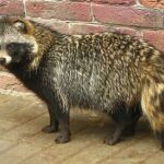 На Хийумаа планируют уничтожить популяцию енотовидной собаки в рамках природоохранного проекта