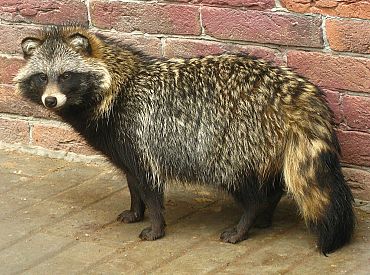 На Хийумаа планируют уничтожить популяцию енотовидной собаки в рамках природоохранного проекта