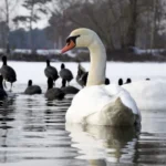 Рижское самоуправление вынесло решение о лебедях в Болдерае, жители выступают против