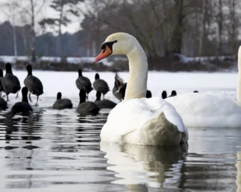 Рижское самоуправление вынесло решение о лебедях в Болдерае, жители выступают против