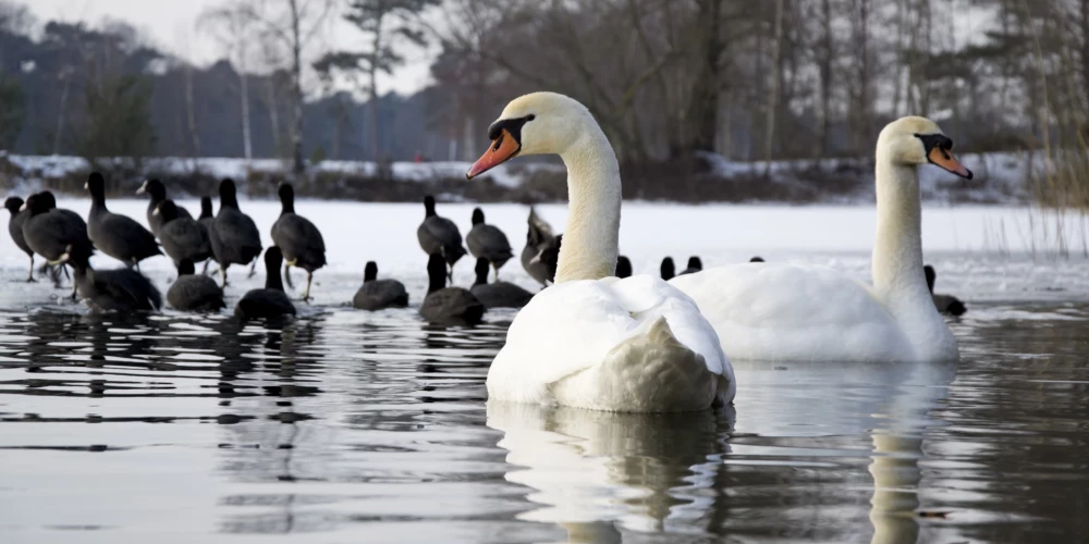Рижское самоуправление вынесло решение о лебедях в Болдерае, жители выступают против