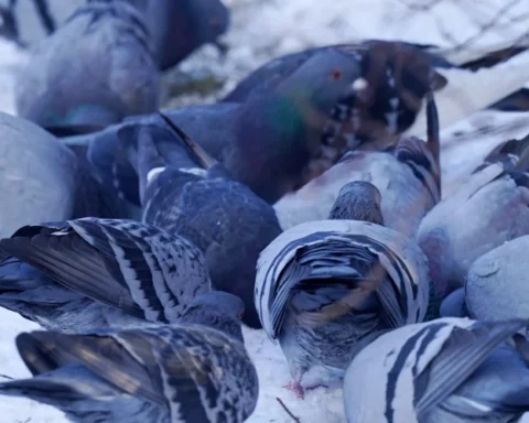 Синоптики прогнозируют морозную неделю с повышением снега в Латвии