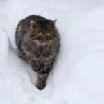 Снегопад в восточной Латвии: в Дагде высота снега достигла 40 см