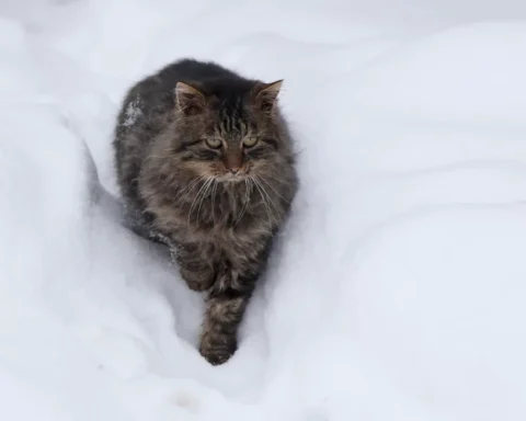 Снегопад в восточной Латвии: в Дагде высота снега достигла 40 см