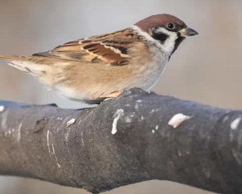 В четверг в Латвии ожидаются облачные и ветреные условия с небольшим снегом