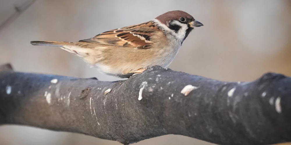 В четверг в Латвии ожидаются облачные и ветреные условия с небольшим снегом