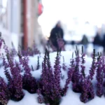 В Латвии объявлено оранжевое предупреждение из-за экстремального холода до -30°